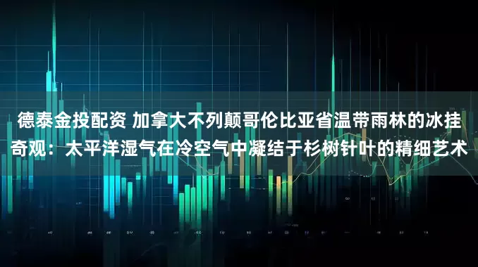 德泰金投配资 加拿大不列颠哥伦比亚省温带雨林的冰挂奇观：太平洋湿气在冷空气中凝结于杉树针叶的精细艺术